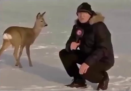 In 2017 an Estonian reporter tried to interview a deer. This was the result