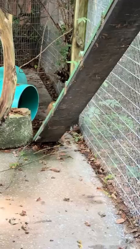 Jaguarundi