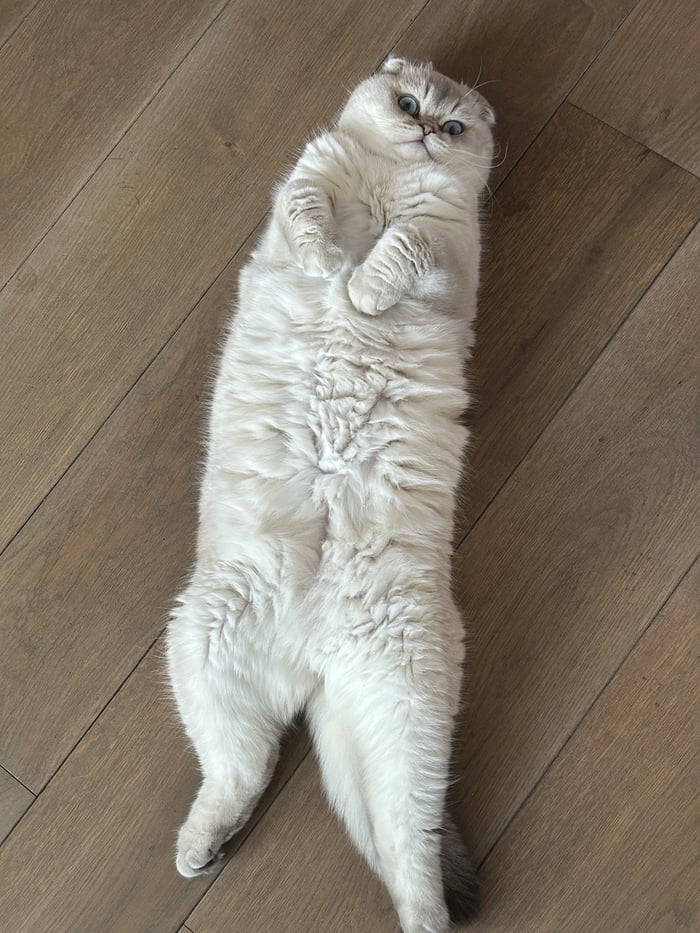 My lazy little chonk boi - 9GAG