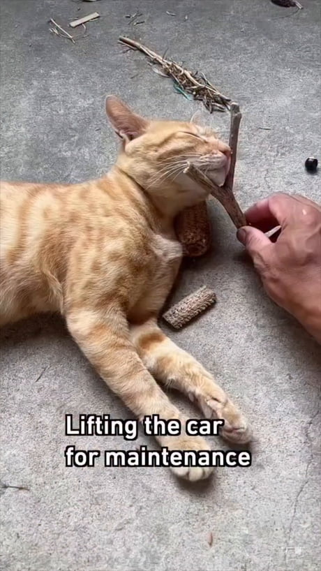 I need to find the catdefect!