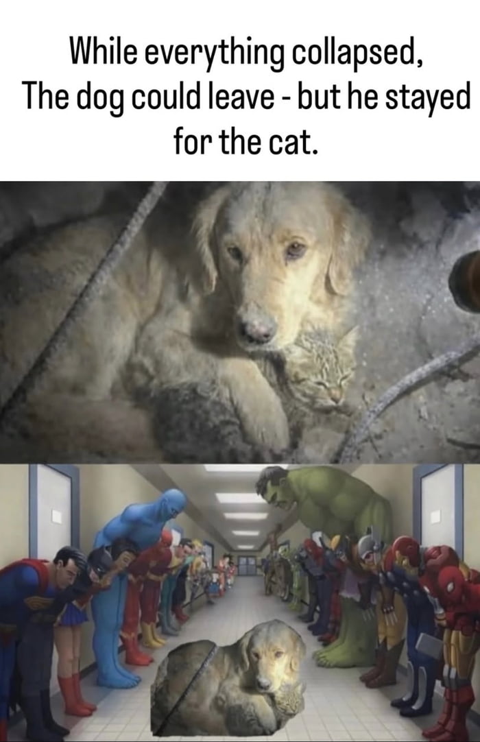We don\u2019t deserve animals