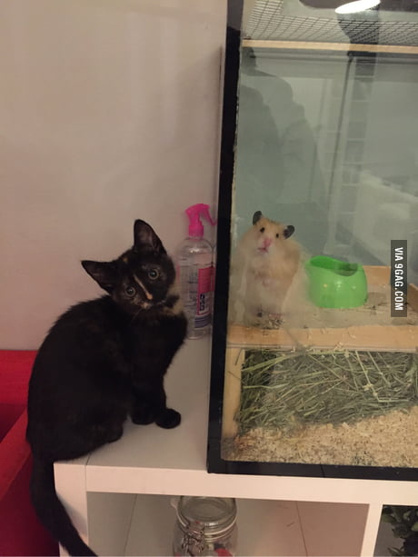 cat eats hamster