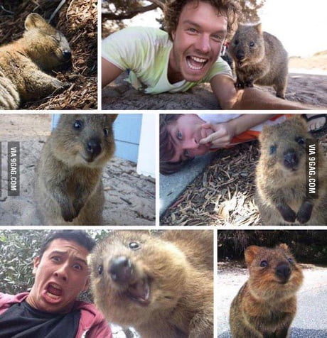 Meet the quokka (the happiest animal ever). Not everything in Australia  wants to kill you - 9GAG
