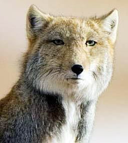 tibetan fox