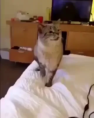 To the guy who posted this video of the sneezing cat. Here's the one with  an explosion - 9GAG