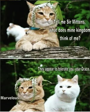 In my next life i wanna be a cat