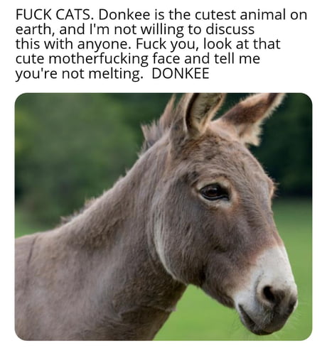 Staring Donkey  Know Your Meme