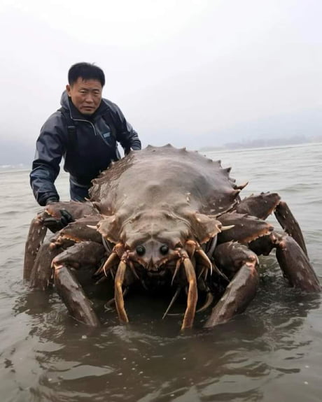 Largest Crab Ever Found