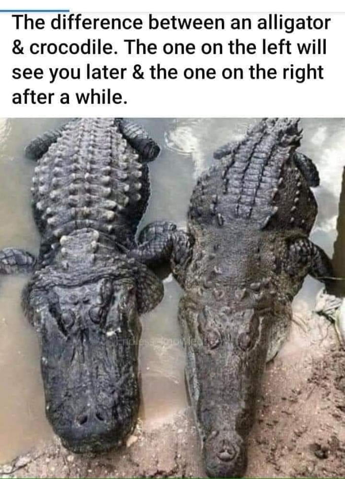 What about a caiman? - 9GAG