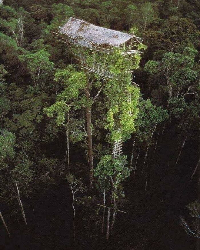 Abandoned Indigenous Tree House In Papua New Guinea GAG