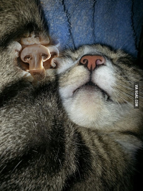 a cats nose compared to dog noses