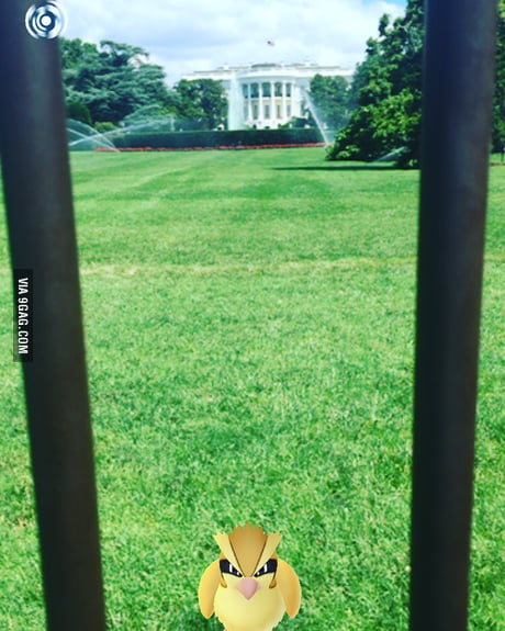 White House Pokemon Go Pidgey 9gag