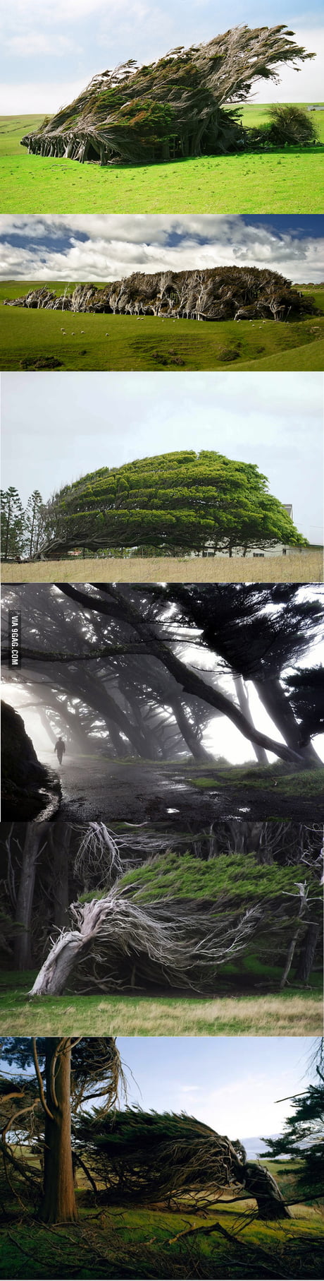 Windswept Trees In The Brute Slope Point New Zealand F Ing Surreal 9gag