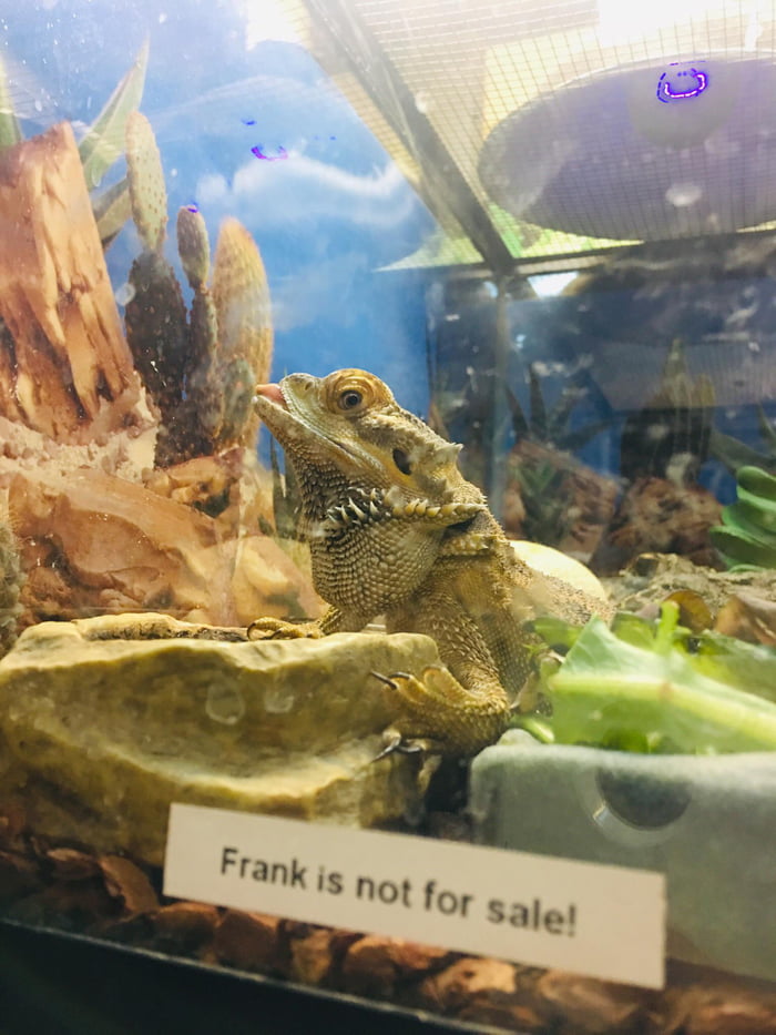Frank was hit by a car. Frank was rescued by a local pet shop. Frank is a popular spectacle in town. Frank is NOT for sale.