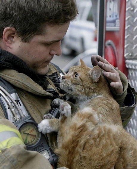 Cat got rescued by firefighter from a burning building. - 9GAG