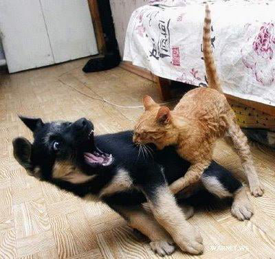 CHOMP