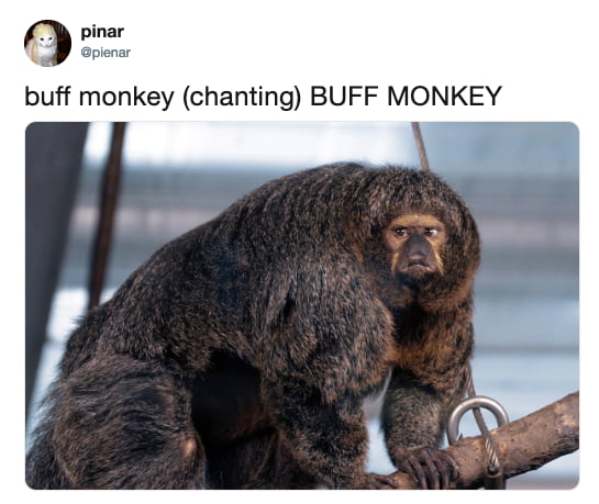 People Are Obsessed With This Super Buff Monkey At Finland Zoo - 9GAG