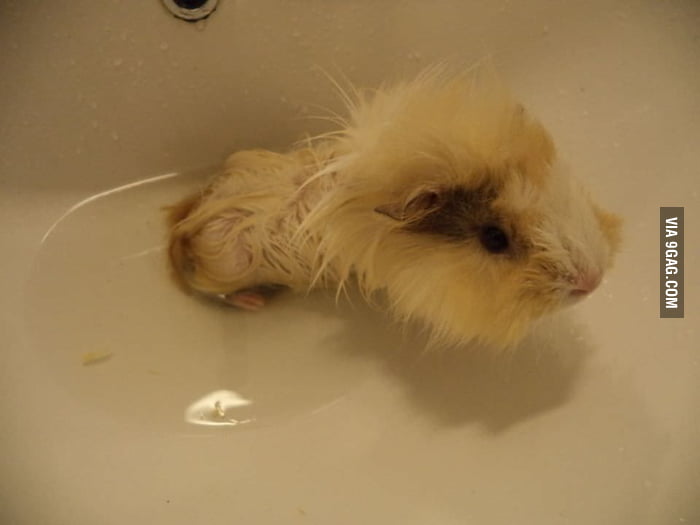 My guinea pig seems much smaller in bath 9GAG