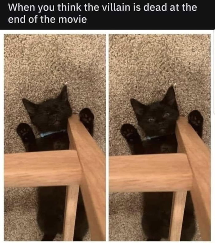 Cats have 9 lives 9gag