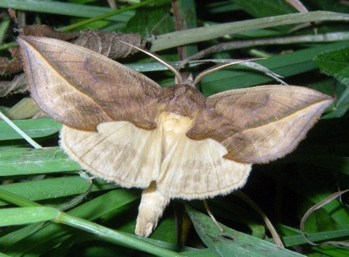 calyptra-thalictri-also-known-as-vampire-moth-feeds-of-mammalian-blood