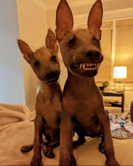 large xoloitzcuintli