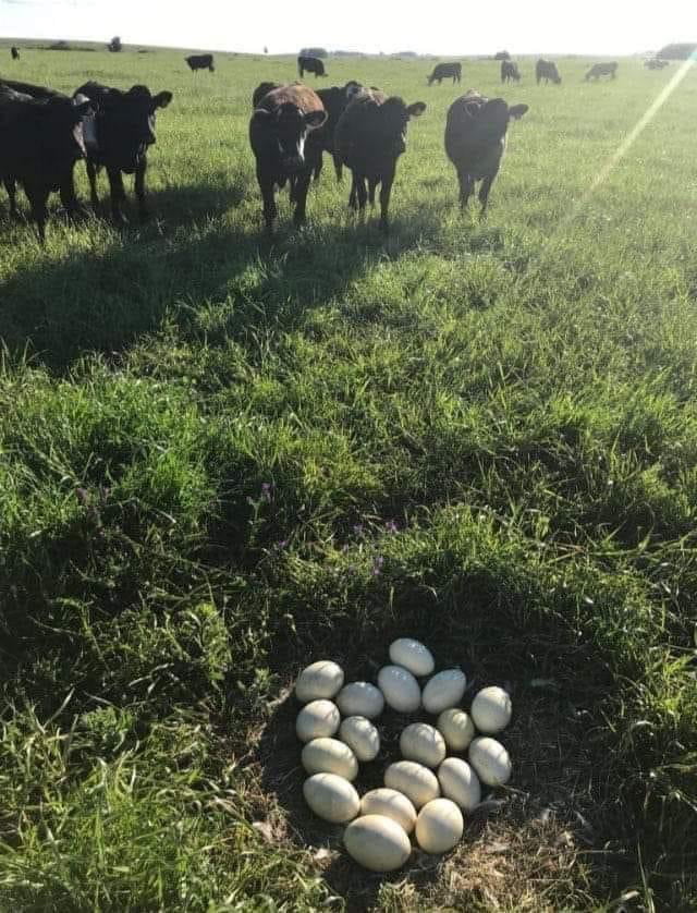 For all the city people that never seen a cow’s nest.