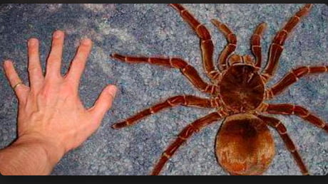 sun spider size