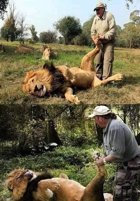Briton Alex Larenty lives on a game reserve in South Africa and spends his days giving lions foot massages. One day, he discovered that every time a lion was applied a cream to cure an infection on its paws, the lion would slacken and appear to smile.
