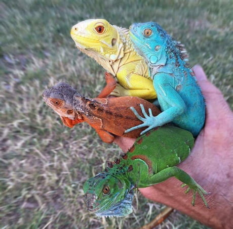 Fyi Four Mini Lizards Come Together To Form One Super Lizard 9gag