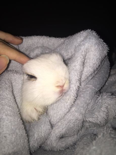 Bunny in a outlet blanket