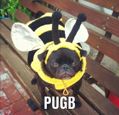 Pug bee hehe xD - 9GAG