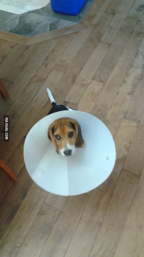 Dog cone sales too big