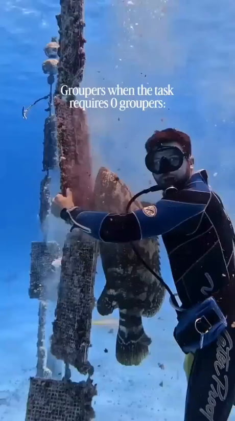 Groupers are curious