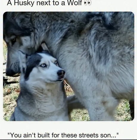 That husky's face says it all