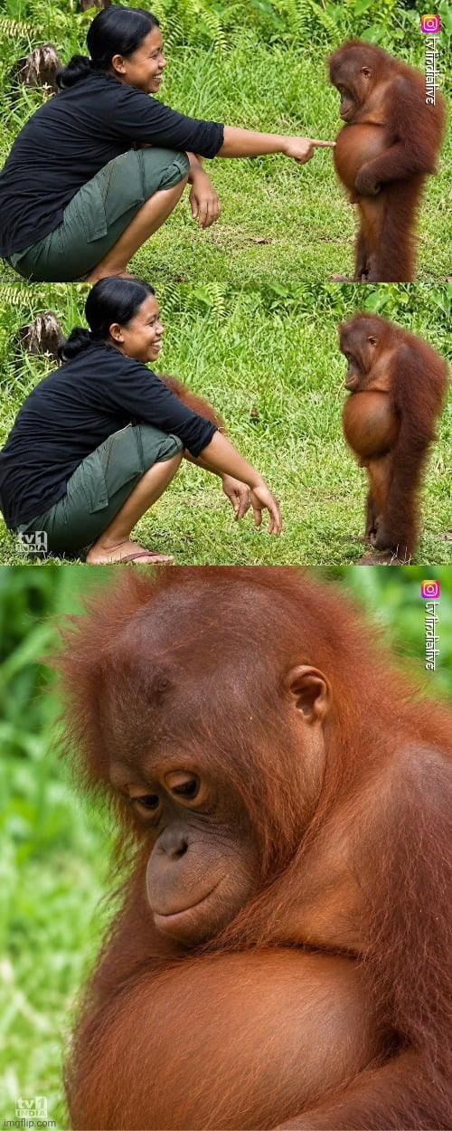 A baby orangutan hilariously gets upset after his caretaker points out his big belly following a massive meal