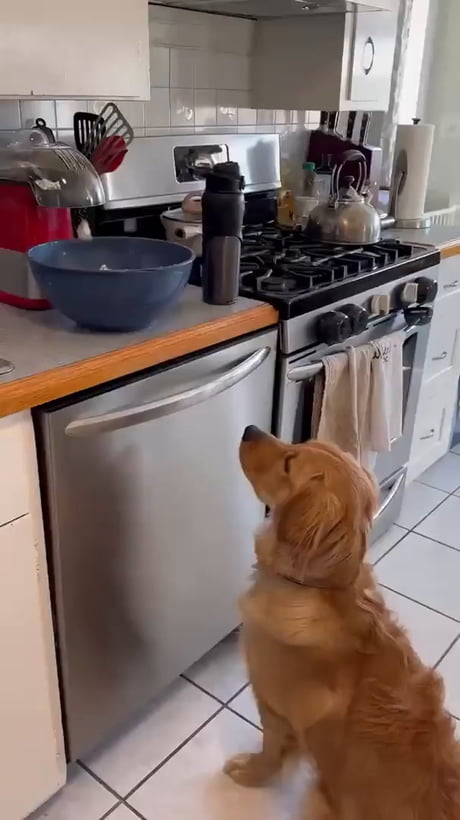 Opportunist