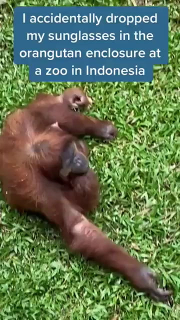 Monke