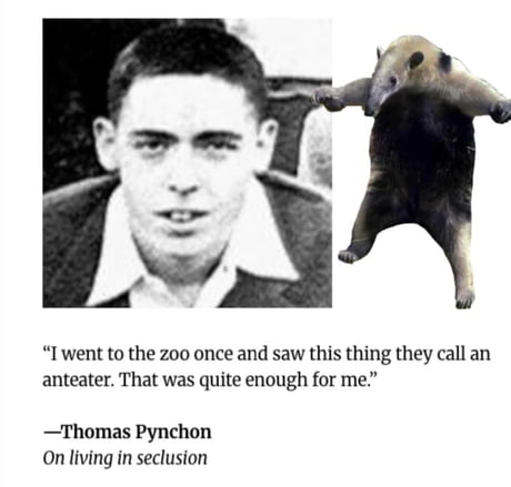 Best Funny anteater Memes - 9GAG