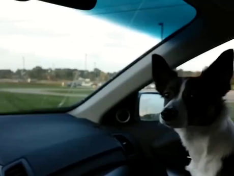 Puppy realizes he's at dog park, goes absolutely bonkers