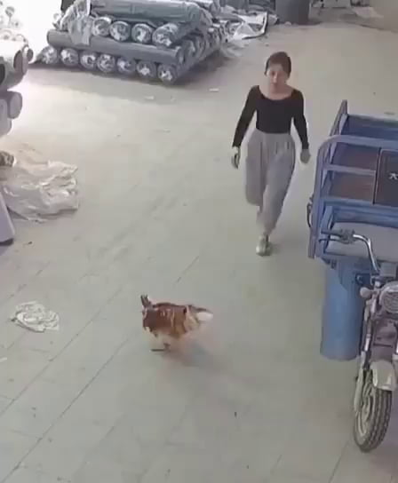 Lady VS chicken