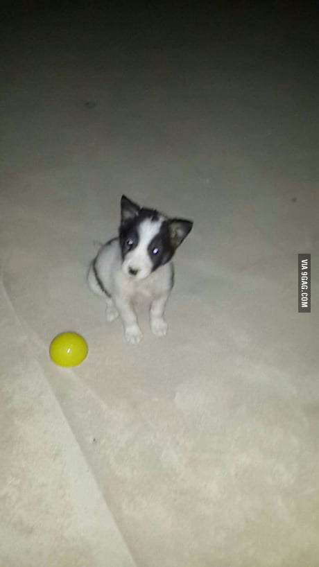 i found a puppy on the street