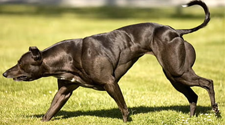 wendy the bully whippet