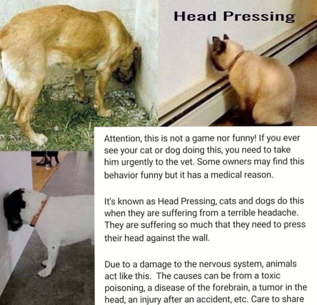 Head Pressing in Dogs: What Are The Symptoms & Treatments