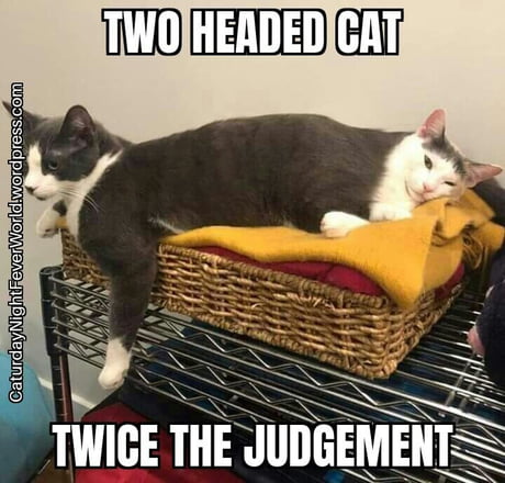 Angry cat of judgment. - 9GAG