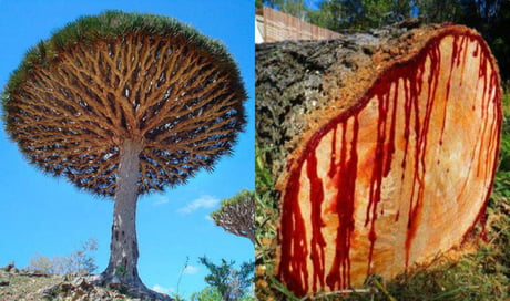 Socotra Dragon Tree Aka Dragon S Blood Tree A Tree Native To Yemen That Produces Sap The Color Of Blood 9gag