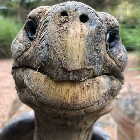 This is Jonathan, a Seychelles giant tortoise and the oldest known living terrestrial animal in the world. He just recently celebrated his 188th birthday. He has lived through both World Wars, the Russian Revolution, and the changing of 39 US presidents. 1