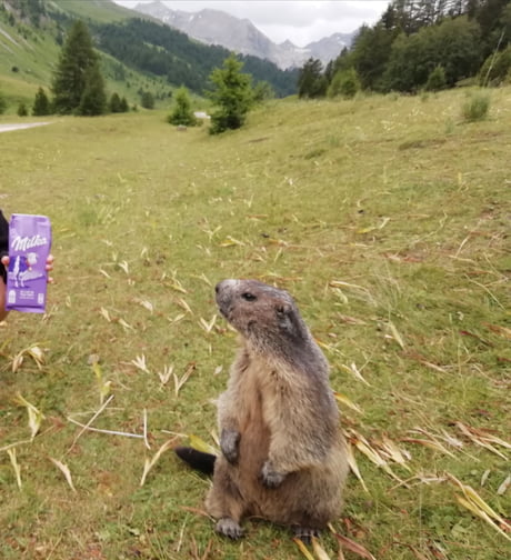 Little Boy Loves Milka 9gag