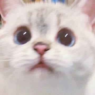 다양한 표정을 가진 고양이 | 인스티즈