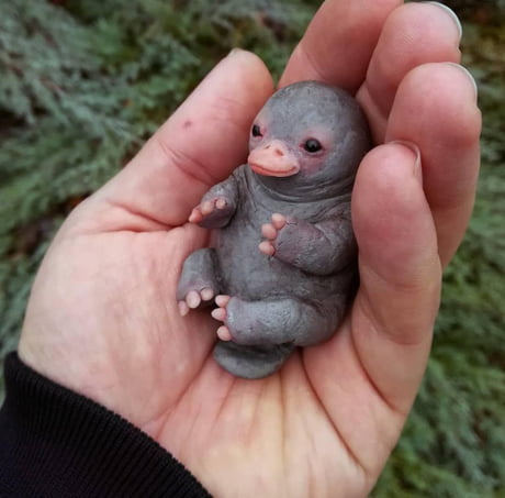 Baby Platypus 9gag