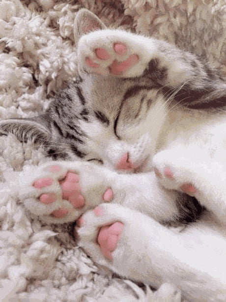 kitten beans